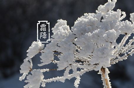 今日霜降 _ 露凝為霜知霜降，滴酒品后知濃香96.png