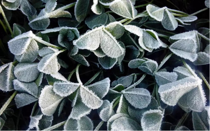 今日霜降 _ 露凝為霜知霜降，滴酒品后知濃香203.png